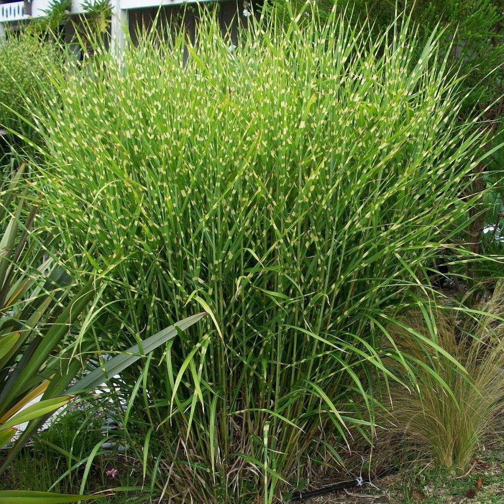 

Мискантус "Zebrinus"