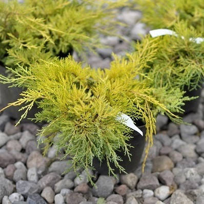 

Можжевельник средний Голд Киссен \ Juniperus media Goldkissen ( С1.5л ) саженцы