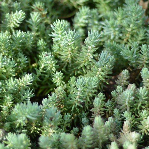 

Седум Reflexum (саженцы)