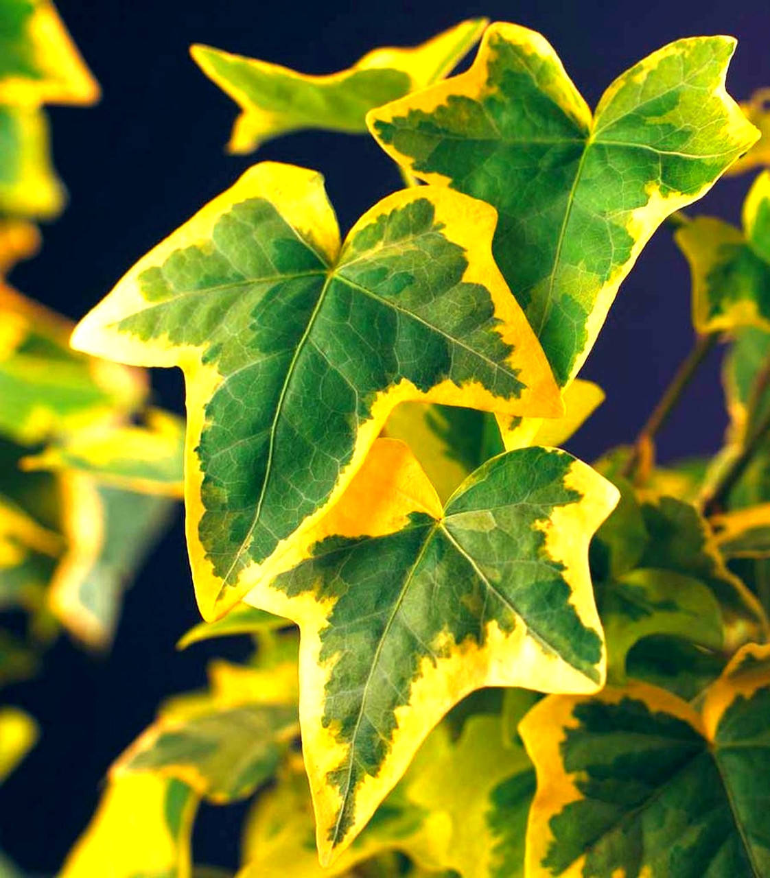 

Плющ садовый вечнозеленый " Голд Чалд" ( саженцы 2 года )