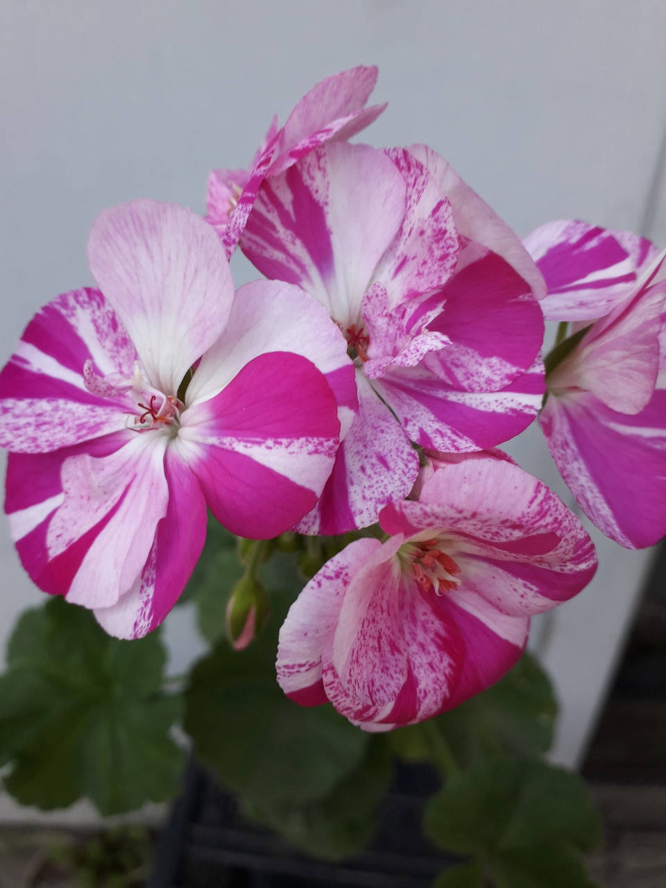 

Flic Flac Violet (74), Фиолетовый