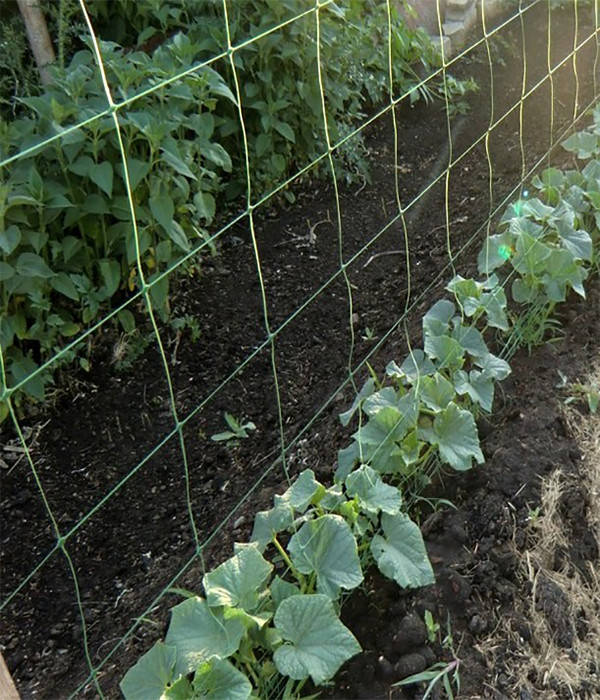 

Сетка шпалерная h - 1,7 м, 1м