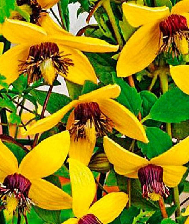 

Клематис тангутский " Гелиос " ( саженцы 2 года )