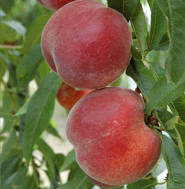 

Саженцы персика РОЯЛ ТАЙМ