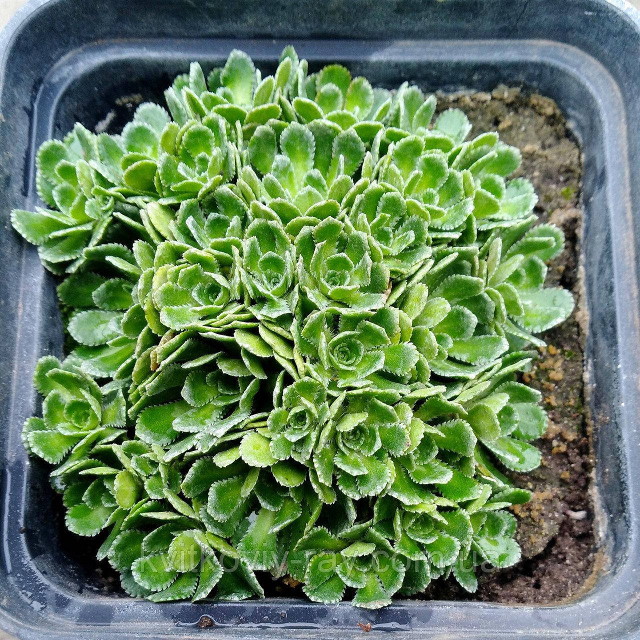 

ЛОМИКАМІНЬ ІНКРУСТОВАНИЙ МІНІМА/Ломикамінь волотиста Мініма/SAXIFRAGA CRUSTATA MINIMA/