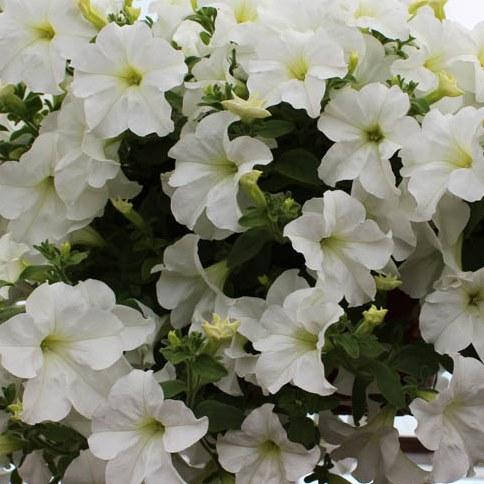

Петуния ампельная Fanfare White рассада в горшке 0,3л