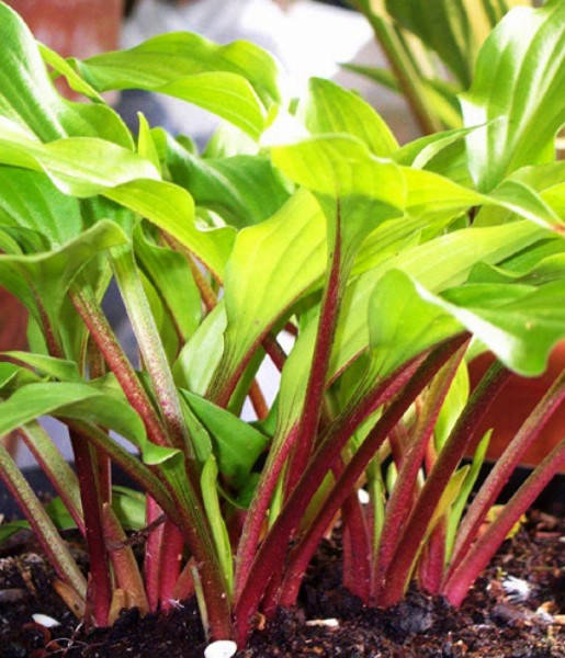 

Хоста Гусберри Сандей \ hosta Goosberry Sundae ( саженцы)