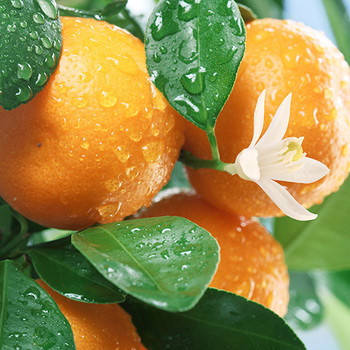 

Саженцы мандарина Оскар (Ockar),средний, сочный, урожайный