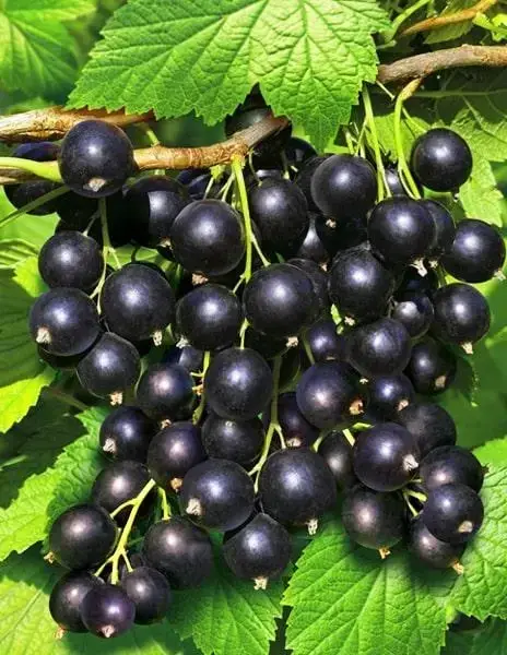 

Саженцы смородины ИЗЮМНАЯ раннего срока созревания (двухлетний)