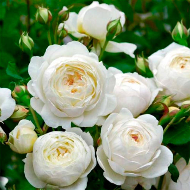 

Саженцы английской розы Дэвида Остина «Винчестер»