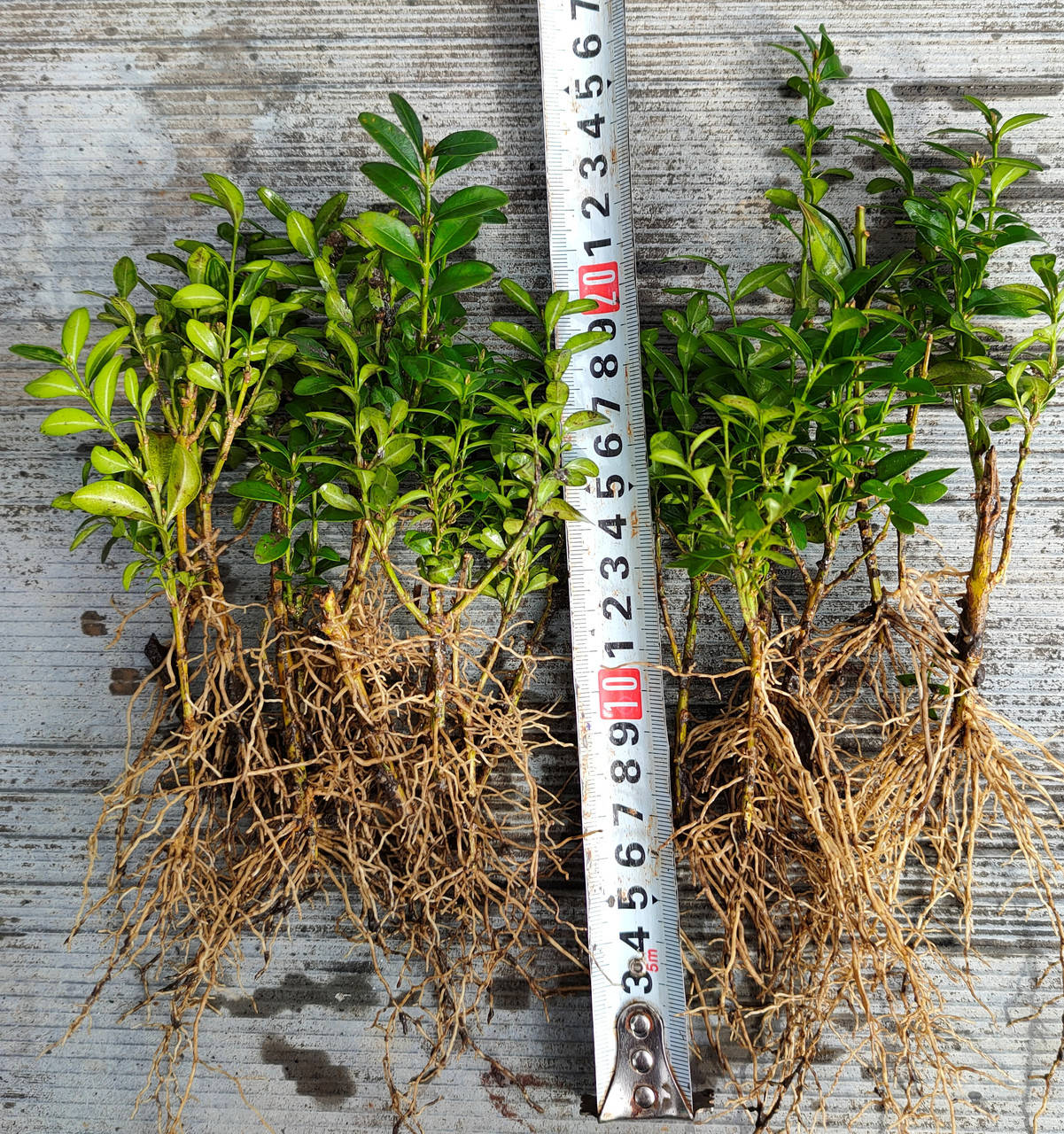 

Самшит вечнозелёный (buxus)