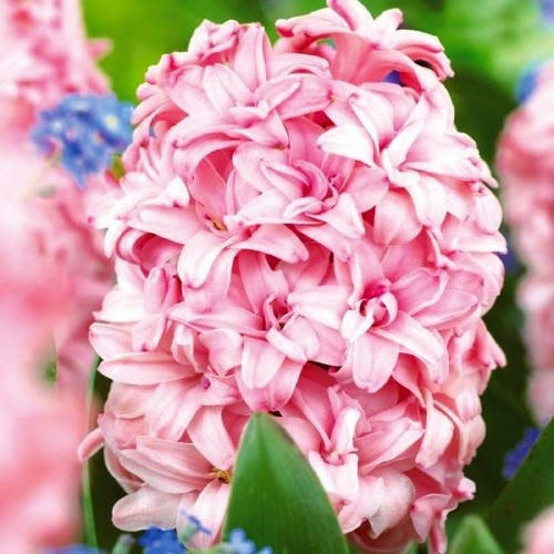 

Гиацинт Princes of Love, Синий