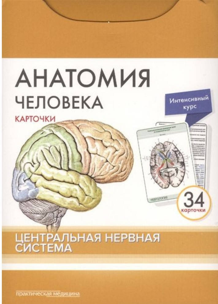 

Сапин, Анатомия человека: КАРТОЧКИ (34 шт). Центральная нервная система 2018 год