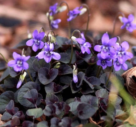 

Фиалка лабрадорская «Purpurea», с комом земли