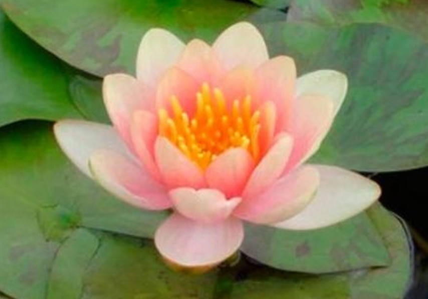 

Нимфея «Аврора» (Nymphaea «Aurora») (взрослое растение)