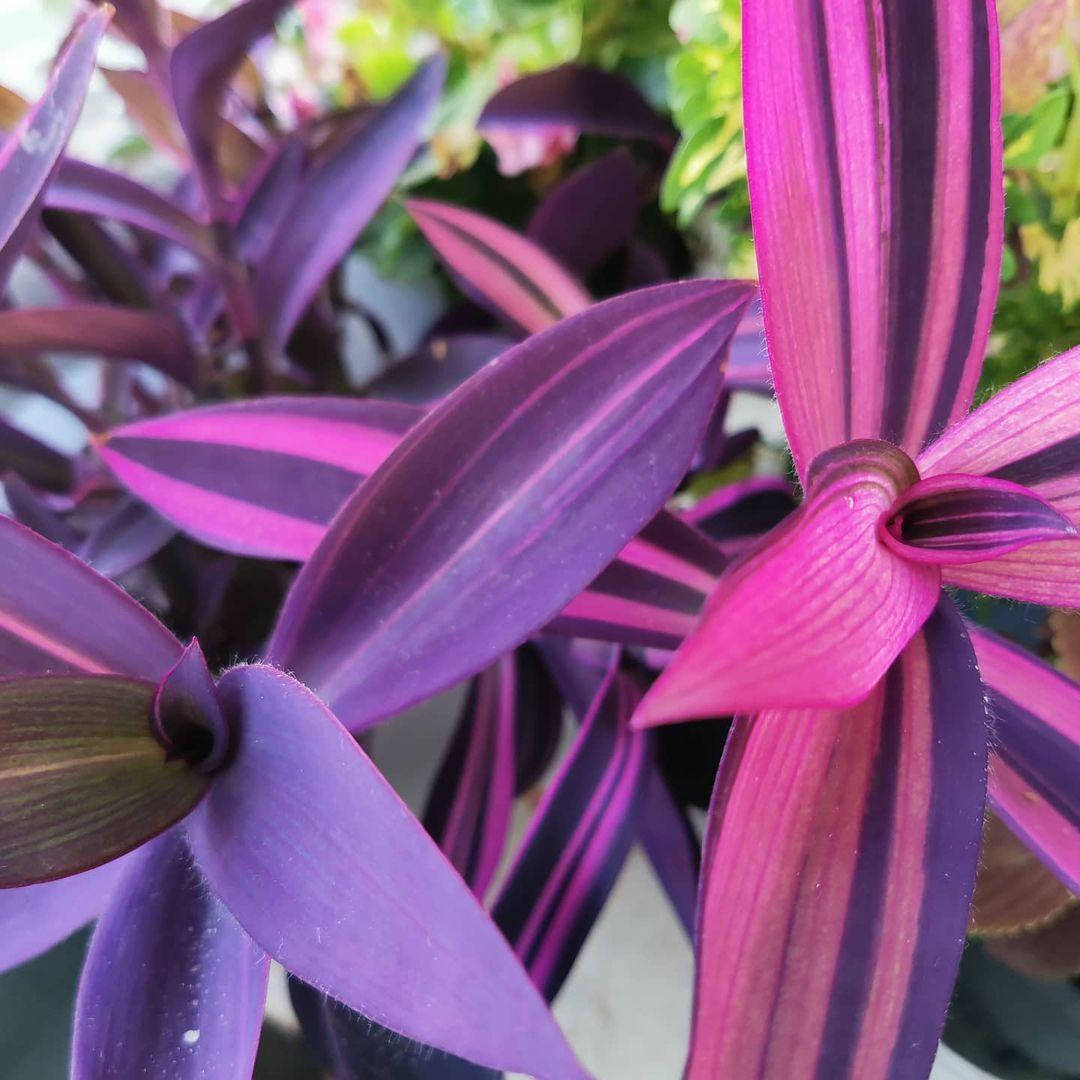 

Сеткреазия пурпурная вариегата, Setcreasea purple variegata, Разные цвета