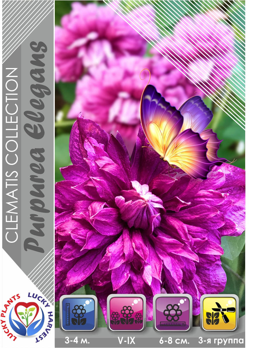 

Саджанець Клематіса " Purpurea Elega " ТМ LUCKY HARVEST. Вік 1+ (3-а група підрізки)