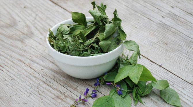 

Галега ( Козлятник ) трава 0.5 кг