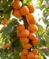 

Абрикос колоновидный ЗВЕЗДНЫЙ (ранне-средний)