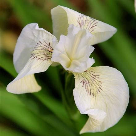 

Ирис аировидный Крем де ля Крем - Iris pseudacorus Creme de la Crème (вторая ц.г.)