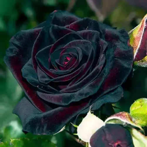 

Роза чайно-гибридная "БЛЭК БАККАРА" ('Black Baccara')