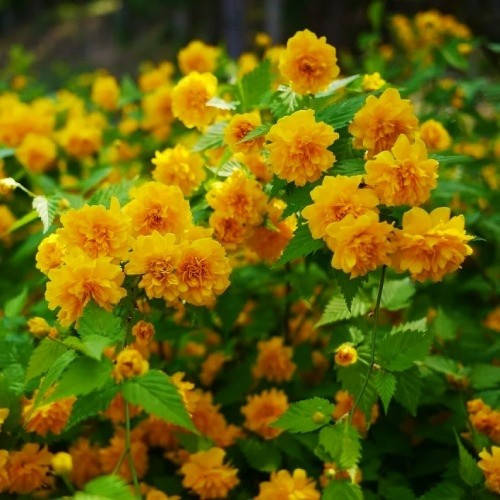 

Саджанці керії японської "Pleniflora"