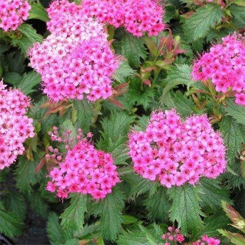 

Спирея Crispa (саженцы)
