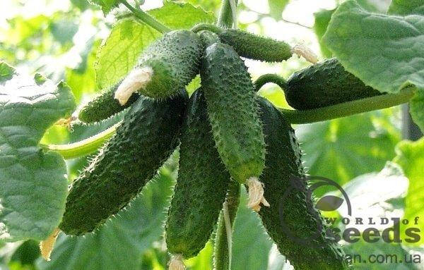 

Огірок «Амур» F1 1000 сем. бейо (Bejo)