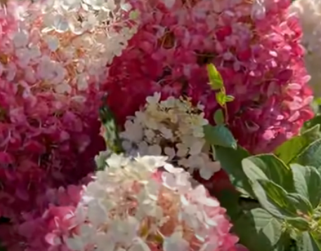 

Гортензия Strawberry Blossom,П9