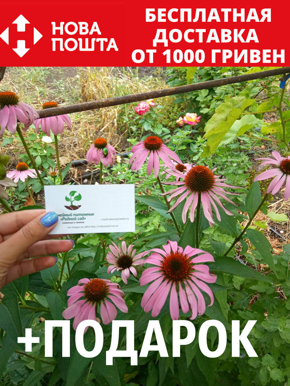 

Эхинацея пурпурная семена (50 шт) рудбекия, Echinácea purpúrea, Розовый