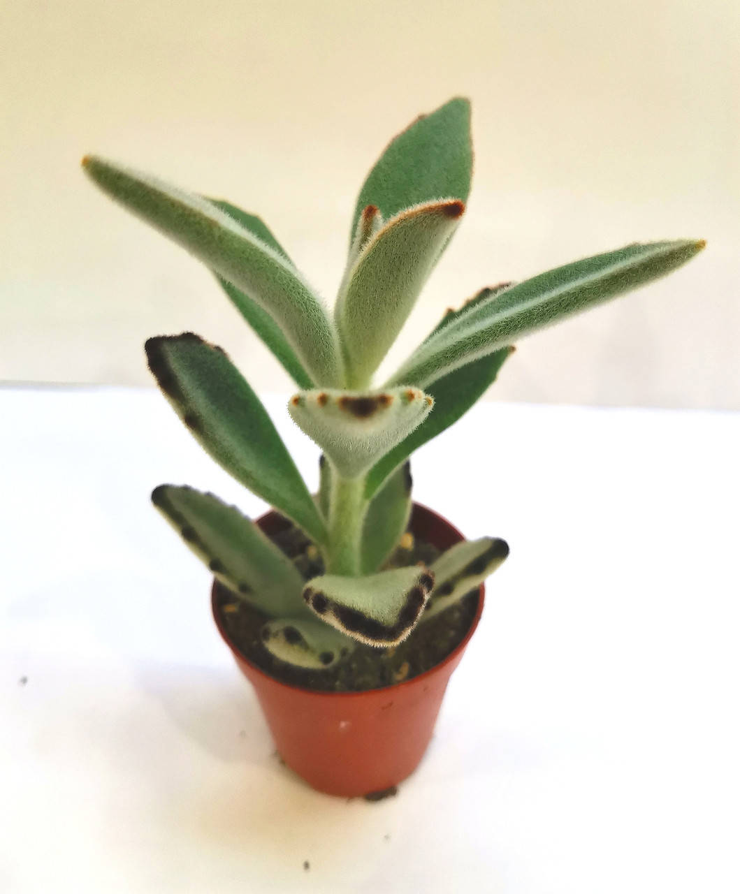 

Каланхоэ Kalanchoe tomentosa Суккулент Комнатное растение