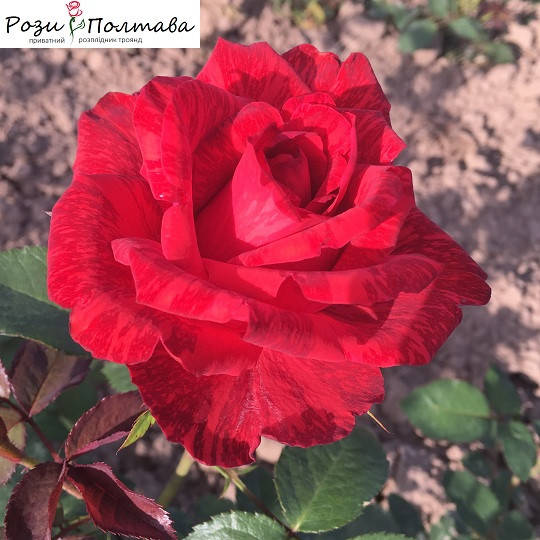 

Ред Интуишн (Red Intuition)