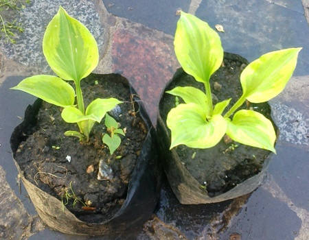 

Хоста Голден Тиара. Саженцы в контейнерах Д12.