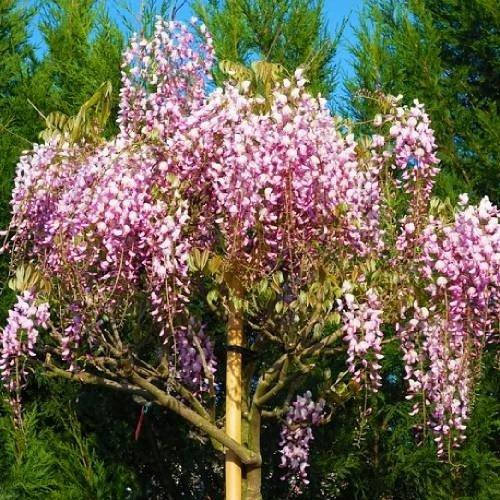 

Вистерия (глициния) обильноцветущая Rosea (саженцы)