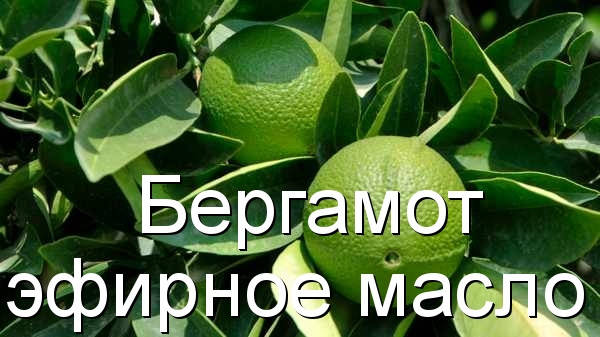 

Бергамот-эфирное масло(Германия)-10 мл