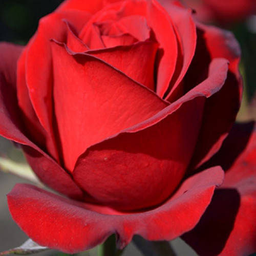 

Самурай (Samourai)