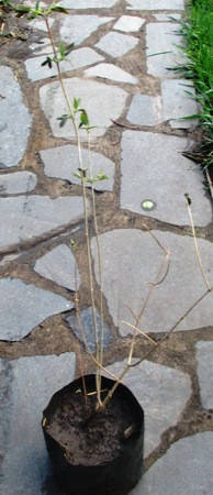 

Чубушник махровый. Саженцы в контейнерах Д12.