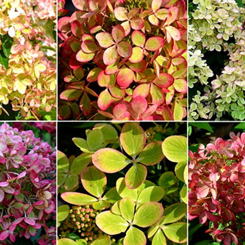 

Гортензия Пастель Грин HYDRANGEA PANICULATA PASTELGREEN 'Renxolor' в конт 5л
