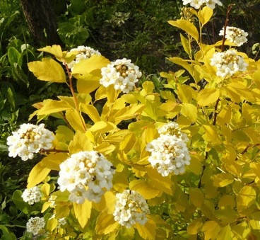 

Спирея Вангутта 'Gold Fountain' 15-20 см, 1-2-летки