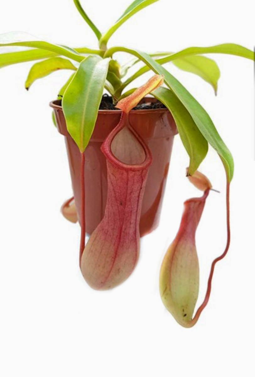 

Растение хищник Непентес Салат AlienPlants Nepenthes "Alata"