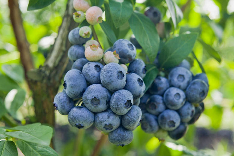 

Лохина Дюк / Vaccinium Duke С5 / Н 80-100