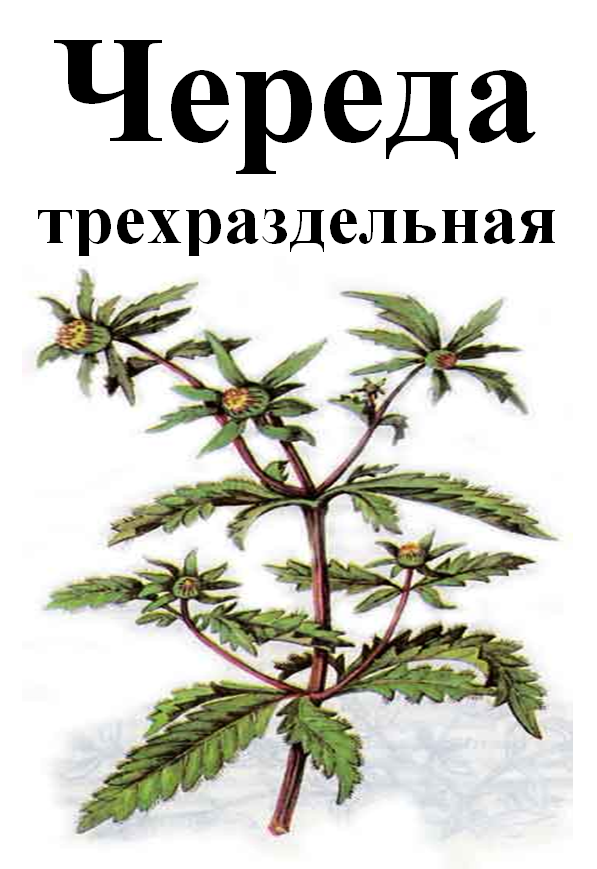 

Череда трехраздельная, 50 грамм