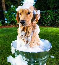 Шампуні, спреї, догляд за зубами, вухами та лапами для собак і кішок