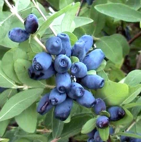 Жимолость сорт "Вітамінна", 2 років пакет 3.5 л