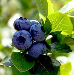 Саджанці лохини "Нельсон" 2 річні, конт. 2 л