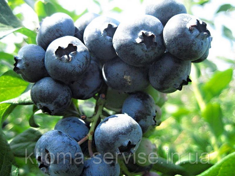 Лохина «Патріот» (Patriot) 4-річна в горщику 5 л