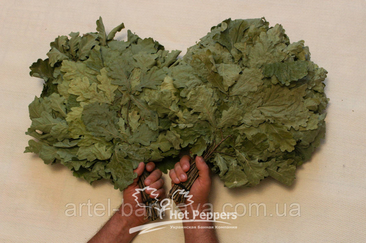 Банний віник дубовий, фото 1