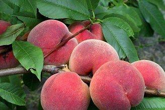 Саджанці персика ХАРБІНГЕР (дворічний), раннього терміну дозрівання, фото 1