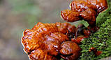 Шампунь зміцнювальне коріння з екстрактом гриба лінзжі, фото 2