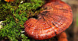 Шампунь зміцнювальне коріння з екстрактом гриба лінзжі, фото 3
